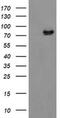Zinc Finger BED-Type Containing 1 antibody, MA5-26035, Invitrogen Antibodies, Western Blot image 