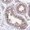 NAK antibody, HPA045797, Atlas Antibodies, Immunohistochemistry frozen image 