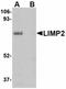 Limpii antibody, orb74997, Biorbyt, Western Blot image 