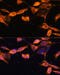 RAB11A, Member RAS Oncogene Family antibody, 16-841, ProSci, Immunofluorescence image 