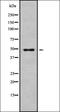 Brain Protein I3 antibody, orb338080, Biorbyt, Western Blot image 