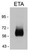 Endothelin Receptor Type A antibody, PA3-065, Invitrogen Antibodies, Western Blot image 