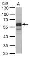 Nuclear Factor I A antibody, PA5-35936, Invitrogen Antibodies, Western Blot image 