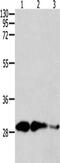 Calpain small subunit 1 antibody, CSB-PA921513, Cusabio, Western Blot image 
