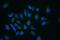 Caseinolytic Mitochondrial Matrix Peptidase Chaperone Subunit antibody, A00978-1, Boster Biological Technology, Immunofluorescence image 