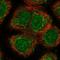 Nephronectin antibody, HPA050203, Atlas Antibodies, Immunofluorescence image 