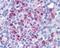 BLT1 antibody, orb79935, Biorbyt, Immunohistochemistry paraffin image 