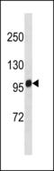 BCAR1 Scaffold Protein, Cas Family Member antibody, LS-C203897, Lifespan Biosciences, Western Blot image 