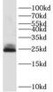 Stromal Cell Derived Factor 2 Like 1 antibody, FNab07667, FineTest, Western Blot image 