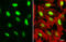 DNA Ligase 1 antibody, GTX70141, GeneTex, Immunofluorescence image 