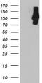 Complement C1s subcomponent antibody, TA503953, Origene, Western Blot image 