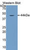 VEGF co-regulated chemokine 1 antibody, LS-C298126, Lifespan Biosciences, Western Blot image 