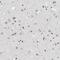 Myeloid zinc finger 1 antibody, HPA001757, Atlas Antibodies, Immunohistochemistry frozen image 