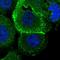 Rod outer segment membrane protein 1 antibody, HPA028910, Atlas Antibodies, Immunofluorescence image 
