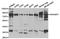 Rho Guanine Nucleotide Exchange Factor 7 antibody, TA326931, Origene, Western Blot image 