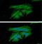 Phosducin Like 3 antibody, GTX57608, GeneTex, Immunofluorescence image 