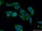 Glutathione S-Transferase Omega 2 antibody, 14562-1-AP, Proteintech Group, Immunofluorescence image 