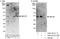 Negative Elongation Factor Complex Member E antibody, A301-913A, Bethyl Labs, Western Blot image 