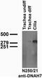 Dynein Axonemal Heavy Chain 7 antibody, 73-289, Antibodies Incorporated, Western Blot image 