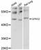 G Protein-Coupled Receptor 52 antibody, LS-C747427, Lifespan Biosciences, Western Blot image 