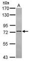 NOP9 Nucleolar Protein antibody, GTX120536, GeneTex, Western Blot image 