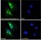Histamine H2 receptor antibody, NB600-812, Novus Biologicals, Immunocytochemistry image 