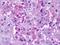 Muscarinic acetylcholine receptor M2 antibody, NLS1831, Novus Biologicals, Immunohistochemistry frozen image 