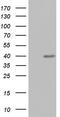 Ubiquitin Recognition Factor In ER Associated Degradation 1 antibody, TA804287, Origene, Western Blot image 