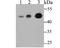 Mitochondrial Calcium Uptake 1 antibody, NBP2-80412, Novus Biologicals, Western Blot image 