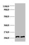 AP-2 complex subunit mu antibody, CSB-PA00625A0Rb, Cusabio, Western Blot image 