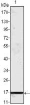 Mcp1 antibody, M00056, Boster Biological Technology, Western Blot image 