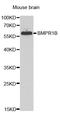 CDw293 antibody, LS-B12897, Lifespan Biosciences, Western Blot image 