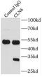 Ceroid-lipofuscinosis neuronal protein 6 antibody, FNab01768, FineTest, Immunoprecipitation image 