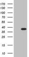 PHD Finger Protein 20 Like 1 antibody, TA809762S, Origene, Western Blot image 