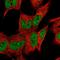 Dehydrogenase/Reductase 12 antibody, HPA058315, Atlas Antibodies, Immunofluorescence image 