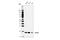 Eukaryotic translation initiation factor 5A-1 antibody, 20765S, Cell Signaling Technology, Western Blot image 