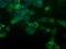 Nipsnap Homolog 2 antibody, LS-C174418, Lifespan Biosciences, Immunofluorescence image 
