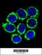 Golgin A8 Family Member A antibody, 55-697, ProSci, Immunofluorescence image 