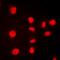 Histone H3 antibody, orb224185, Biorbyt, Immunofluorescence image 