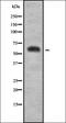 Cationic amino acid transporter 3 antibody, orb338151, Biorbyt, Western Blot image 
