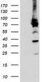 PDIA4 antibody, CF503888, Origene, Western Blot image 