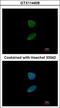 Forkhead Box I1 antibody, GTX114408, GeneTex, Immunofluorescence image 