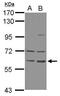 Zinc Finger Protein 350 antibody, GTX124169, GeneTex, Western Blot image 
