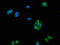 Leucine Zipper Protein 2 antibody, A62906-100, Epigentek, Immunofluorescence image 
