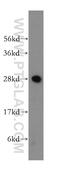 Isoamyl Acetate Hydrolyzing Esterase 1 (Putative) antibody, 17808-1-AP, Proteintech Group, Western Blot image 