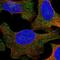 Ubiquitin-associated protein 1 antibody, HPA041590, Atlas Antibodies, Immunofluorescence image 