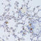 Ficolin 1 antibody, 22-334, ProSci, Immunohistochemistry frozen image 