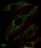 MAS Related GPR Family Member X3 antibody, orb319091, Biorbyt, Immunofluorescence image 