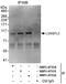 Lethal(3)malignant brain tumor-like protein 3 antibody, NBP1-47316, Novus Biologicals, Immunoprecipitation image 