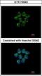 Serpin Family A Member 4 antibody, GTX119343, GeneTex, Immunocytochemistry image 